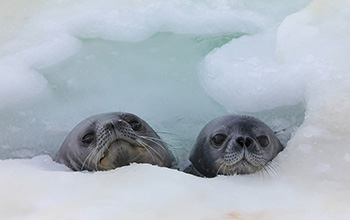 a Weddell seal pup (right) with its mother (left)