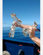 Photo of plastic bottles, many with an assortment of inhabitants.