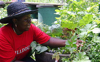 Woman tends a garden.