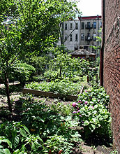 Garden flanked by tall buildings.