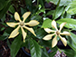Plants are marvelous chemists, the gardenia's DNA shows