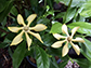 Gardenia jasminoides