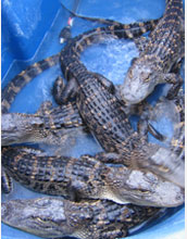 Photo of alligators in a blue pool.