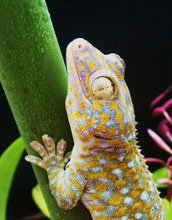 A tokay gecko (Gekko gecko) clings to leaf stem wet with water droplets.