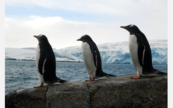 Gentoo penguins at Gamage Point, Palmer Station, Antarctica
