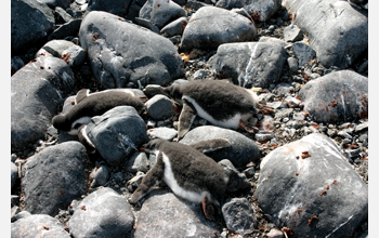 Gentoo penguin chicks take a nap after eating a big meal.