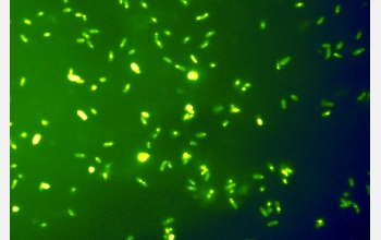 Biosurfactant fluorescent protein reporter organism fluoresces as biosurfactant is produced