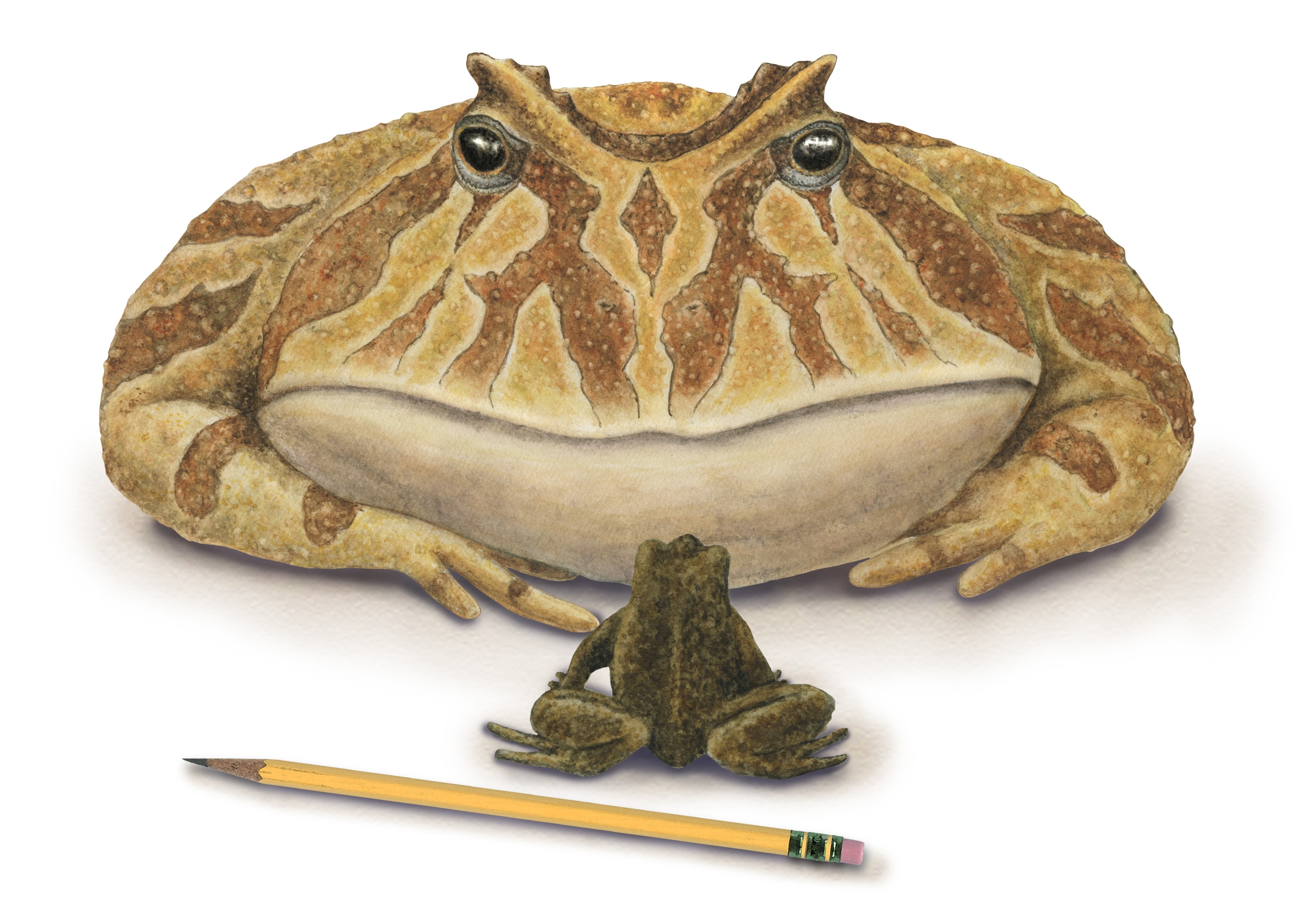 The giant frog Beelzebufo, or "devil frog. 