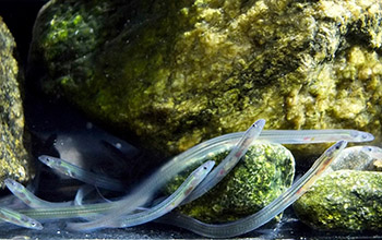 Glass eels