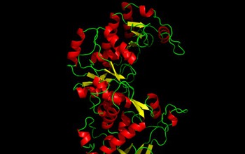 Illustration of protein structure of an eukaryotic enzyme using X-ray crystallography