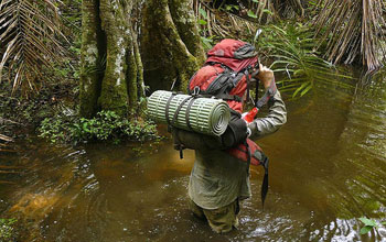 Man walking through the swamps of Minkebe National Park in Gabon, Central Africa.
