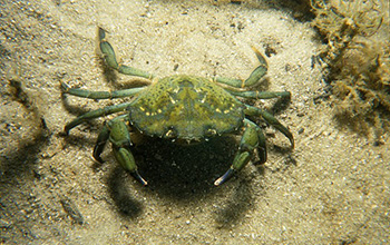 Green crabs are spreading on the U.S. West Coast.