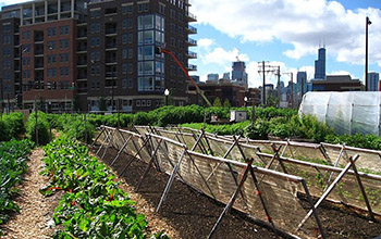 urban agriculture