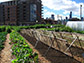 urban agriculture