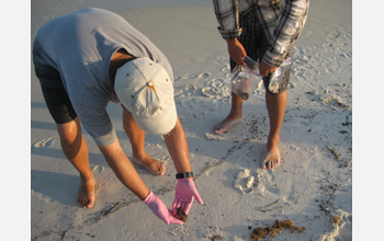 Photo of Ping Wang and research team collecting samples of oil uncovered along Gulf beaches.