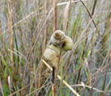 Photo of salt marsh periwinkle snails.