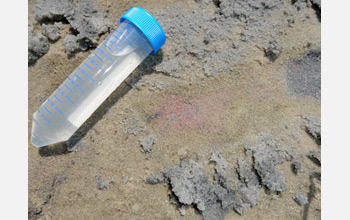 Photo of a vial containing water used to investigate ecosystem health.