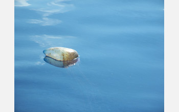 Photo of an oil-soaked jellyfish.