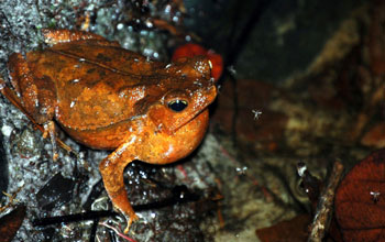 Frog mosquito and gnats on back of frog, Guyana