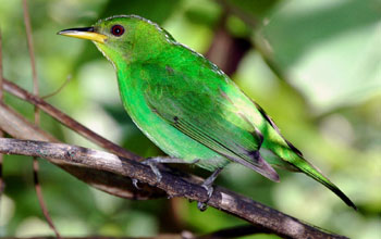 Female green honeycreeper, Guyana