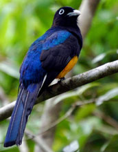 White-tailed trogon, Guyana