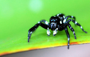 Black and white jumping spider, Guyana