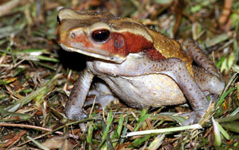 Smooth sided toad, Guyana