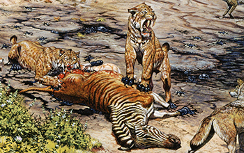 Saber-toothed cats dig into prey