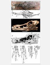 Photos and illustrations of Haplocheirus sollers, a new alvarezsauroid dinosaur discovered in China.