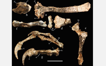 Photo showing individual bones of  Haplocheirus sollers: shoulder girdle (a,b), arm (c-f), hand (g).