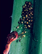 Treefrog embryos hatching to escape prey
