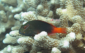 Arc-eye hawkfish on a reef