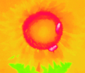 This mature sunflower was imaged using forward-looking infrared (FLIR) imaging; bees are white.
