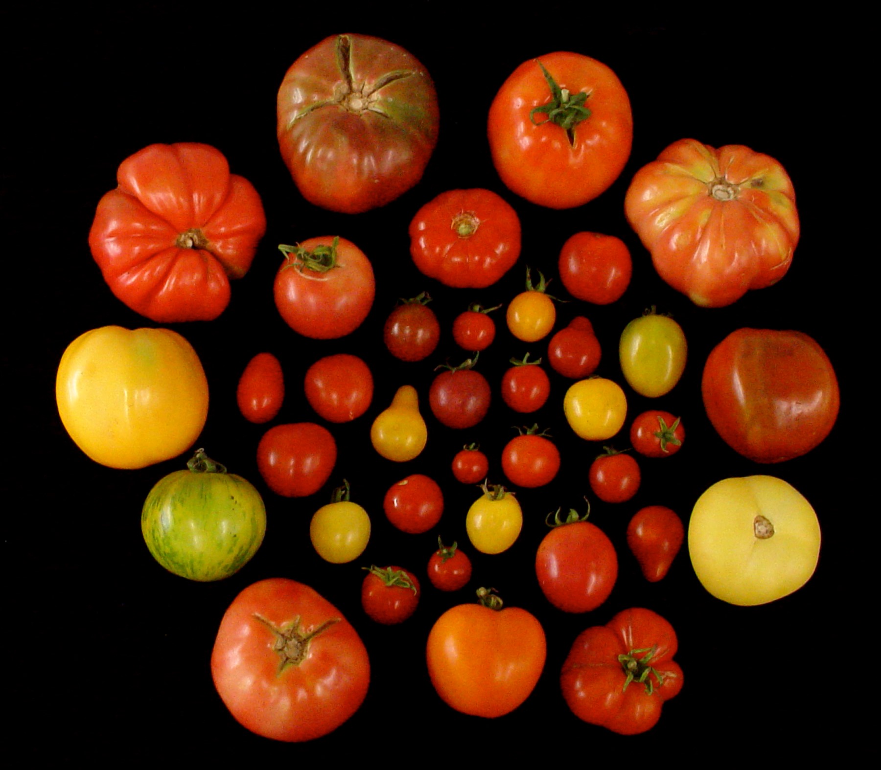 Are fruit tomatoes. Сорта помидор селекции Маштакова. Селекция томатов. Селекционные помидоры. Разноцветные помидоры.