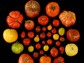 Researchers subjected many tomato varieties to consumer panel evaluations.
