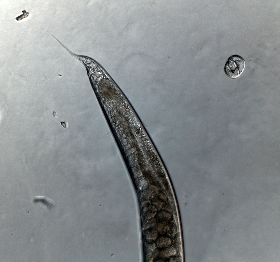 Multimedia Gallery - A typical <em>C. elegans</em> worm tail