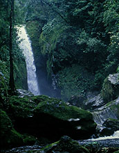 A waterfall in the midst of dense jungle.
