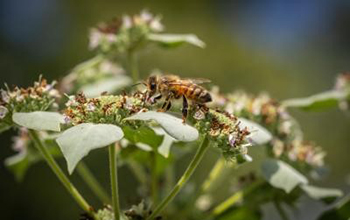 bee on a flower