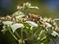 bee on a flower