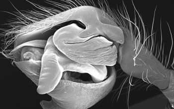 SEM of male copulatory organ of spider <em>Orsonwelles ventus</em>