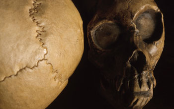 Images of the top and front of hominin skulls.