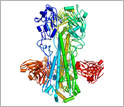 Illustration of the flu virus and its antibodies.