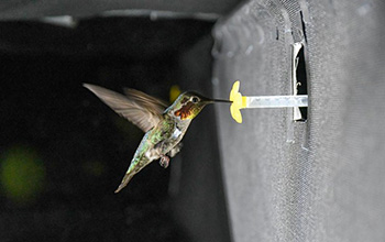 hummingbird flying in the experimental setup