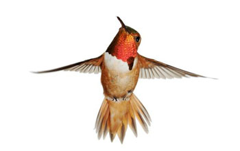 a male Allen's Hummingbird.