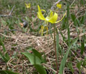 Photo of glacier lilies in flower.