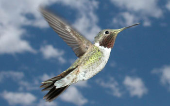 Photo of a male broad-tailed hummingbird, with yellow pollen on its bill.
