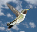 Photo of a male broad-tailed hummingbird, with yellow pollen on its bill.