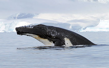 A humpback whale emerges from the water off the Antarctic Peninsula