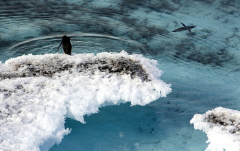 An Adelie penguin is poised to jump into the water.