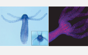 Opsin genes (pictured in blue) offer the first evidence of sight in animals.